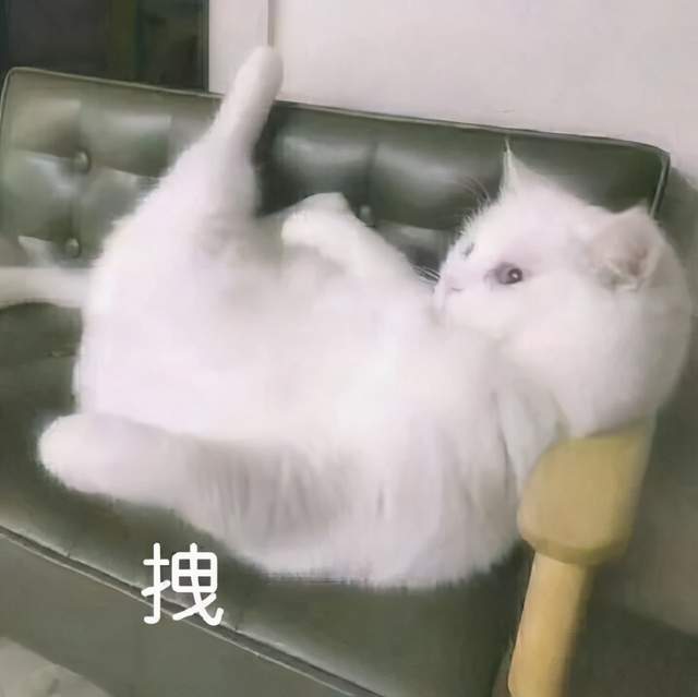 本周五就考的VCE生物,你们都准备好了吗?
