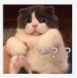 VCE干货扫盲篇|VCE大考各科总分由什么组成?如何规划最后一年复习?